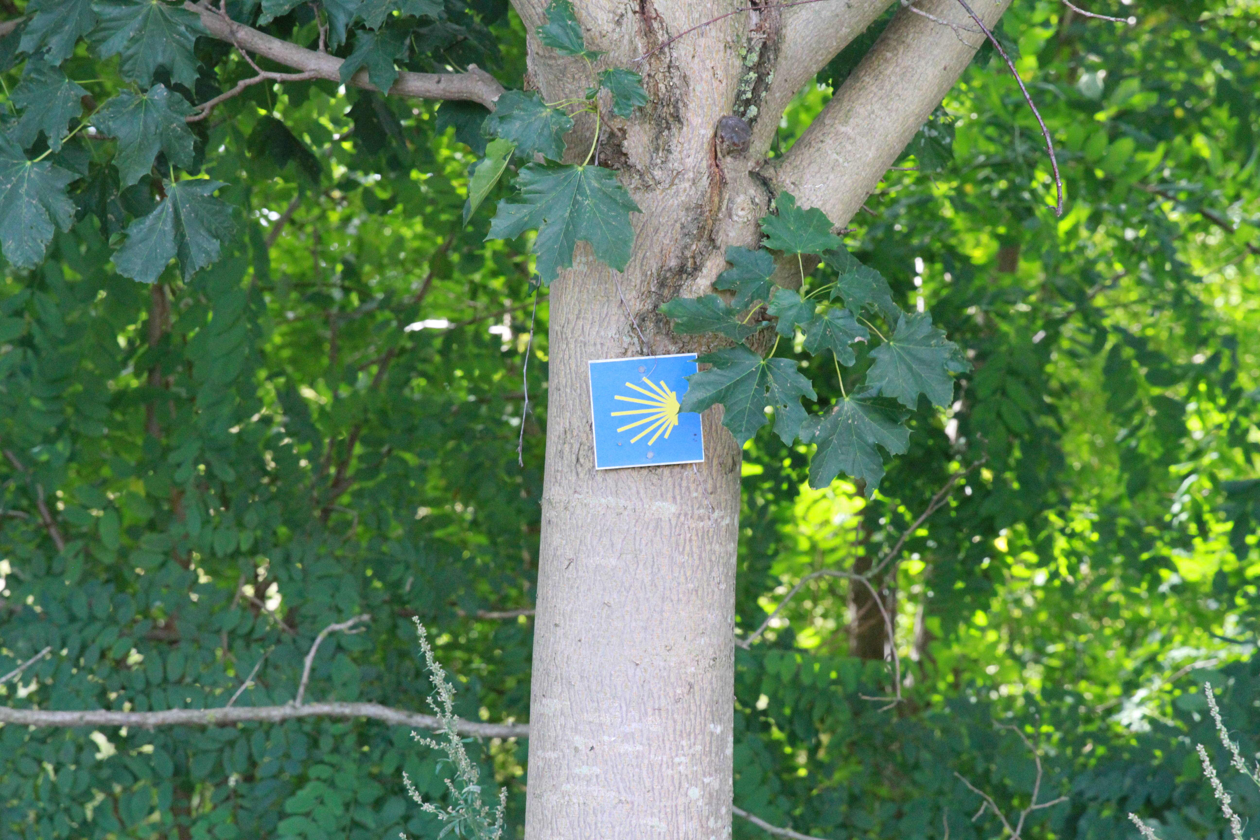 Zeichen der Pilgermuschel auf Wegmarkierung